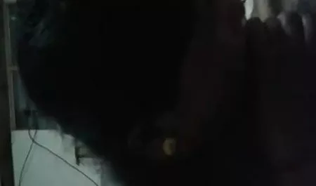 उन्होंने सिलोफ़न को उसके सिर के ऊपर खींचा और छेद कर हिंदी सेक्सी शॉर्ट फिल्म दिया