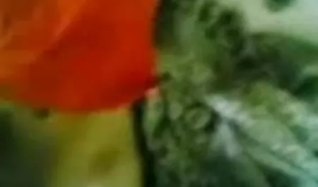 प्रकृति हिंदी में हिंदी में सेक्सी फिल्म में