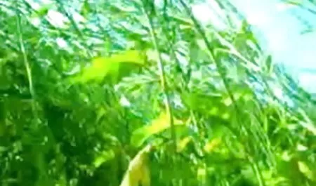 हालाँकि वह योनि को चाटता है, लेकिन कुछ और सेक्स फिल्म सेक्स फिल्म सेक्स फिल्म सोचता है!